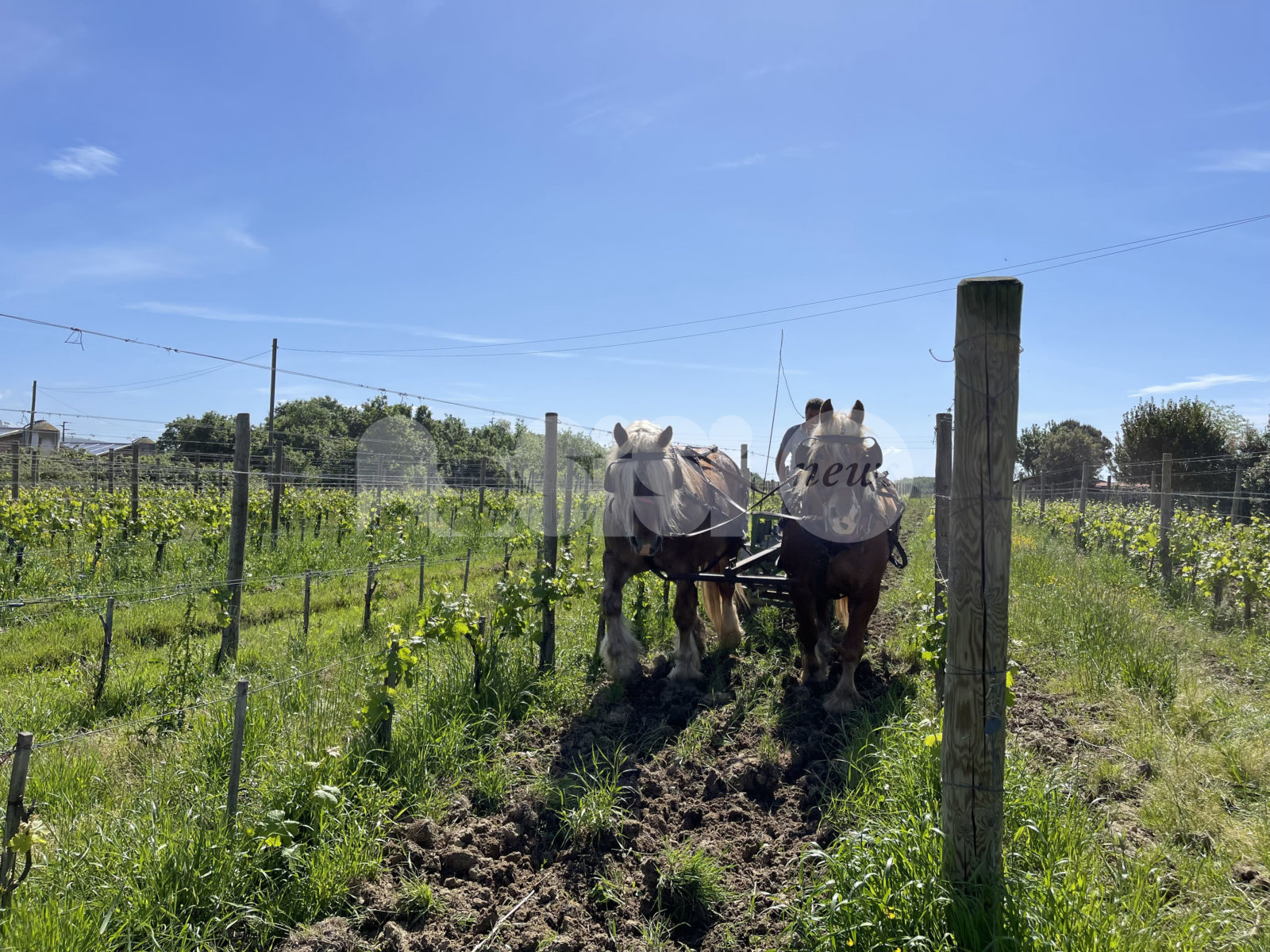 Eponalia, da Assisi lidea di promuovere il lavoro agricolo a trazione 